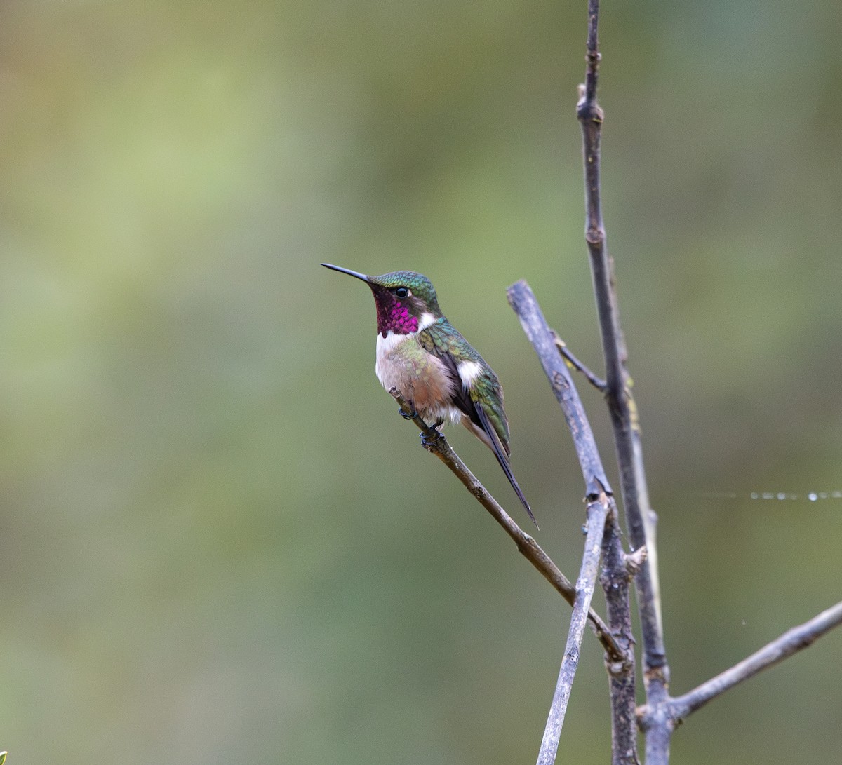 Colibrí Amatista - ML616322467