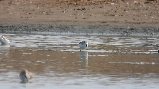 Spoon-billed Sandpiper - ML616322470
