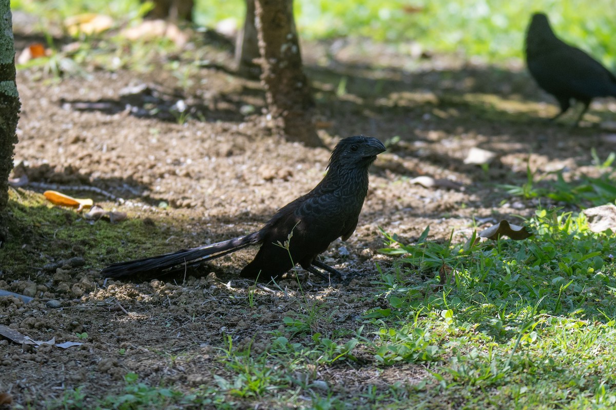 Groove-billed Ani - ML616322505