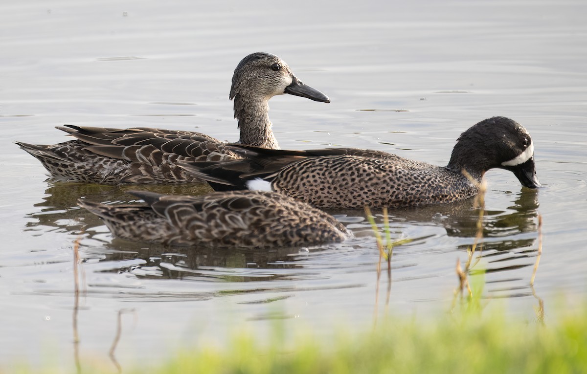 Blue-winged Teal - ML616322523