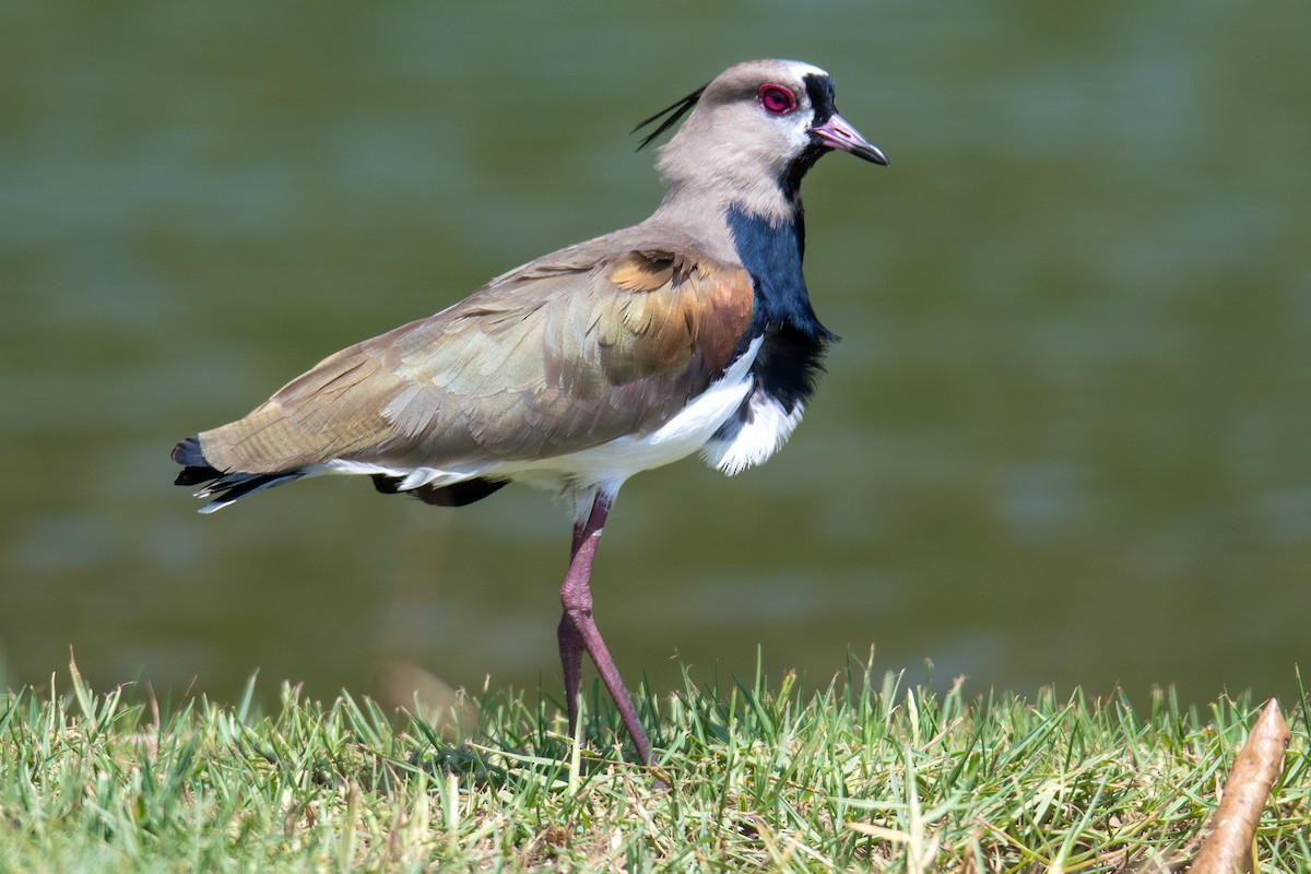 Southern Lapwing - ML616322546