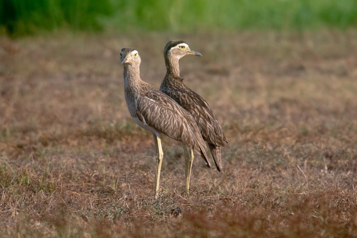 Double-striped Thick-knee - Frank Lehman