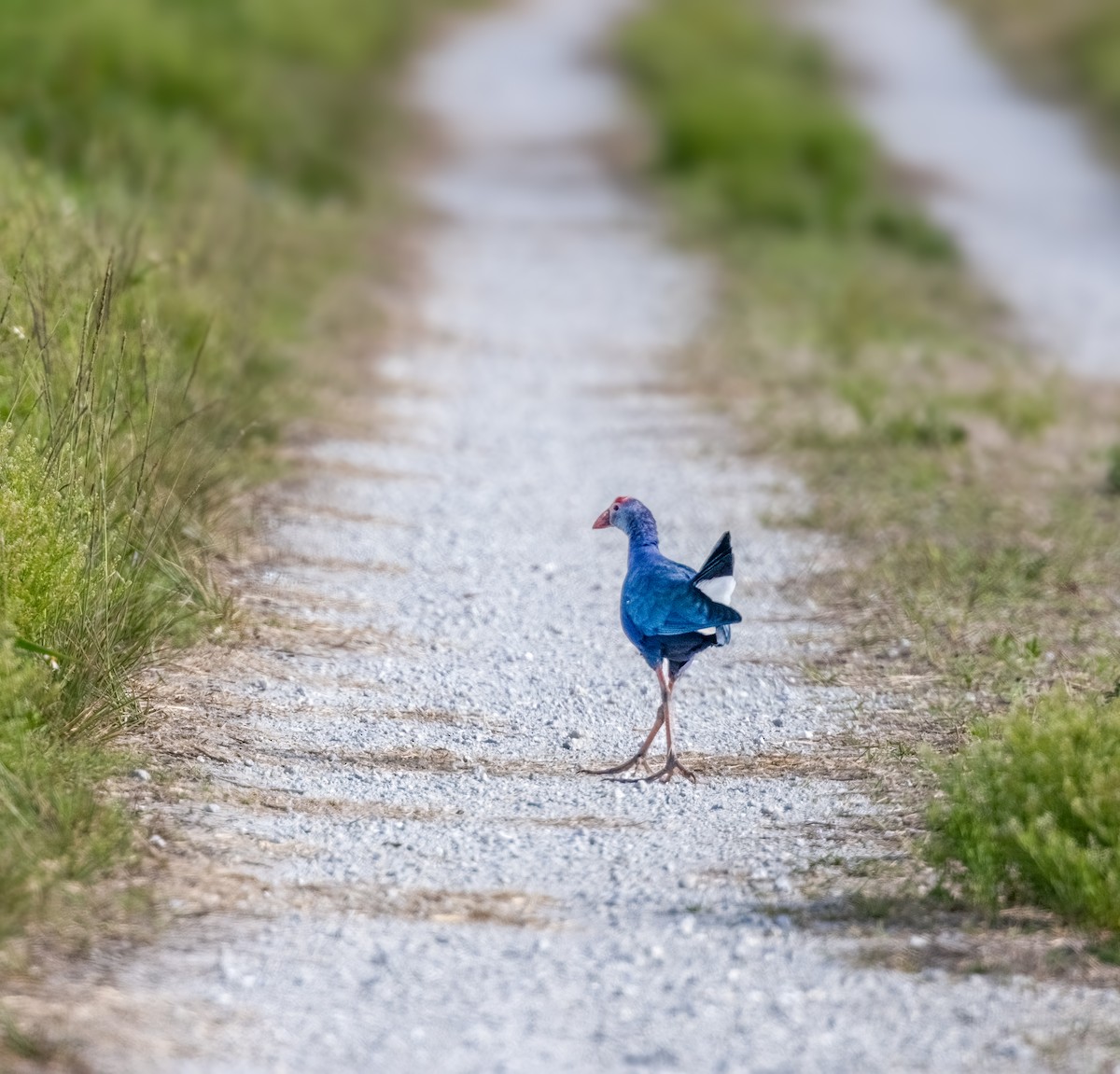 Gray-headed Swamphen - ML616322606