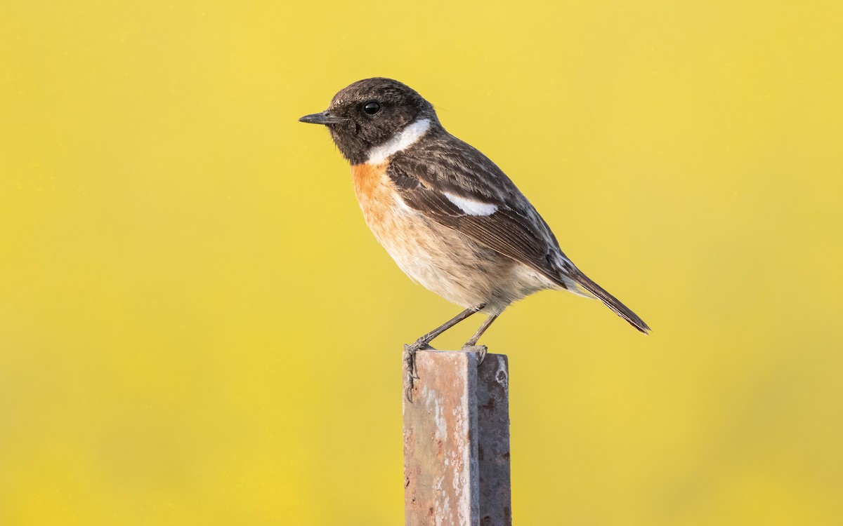 European Stonechat - Andrés  Rojas Sánchez