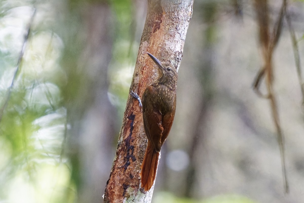 Chestnut-rumped Woodcreeper - ML616322638