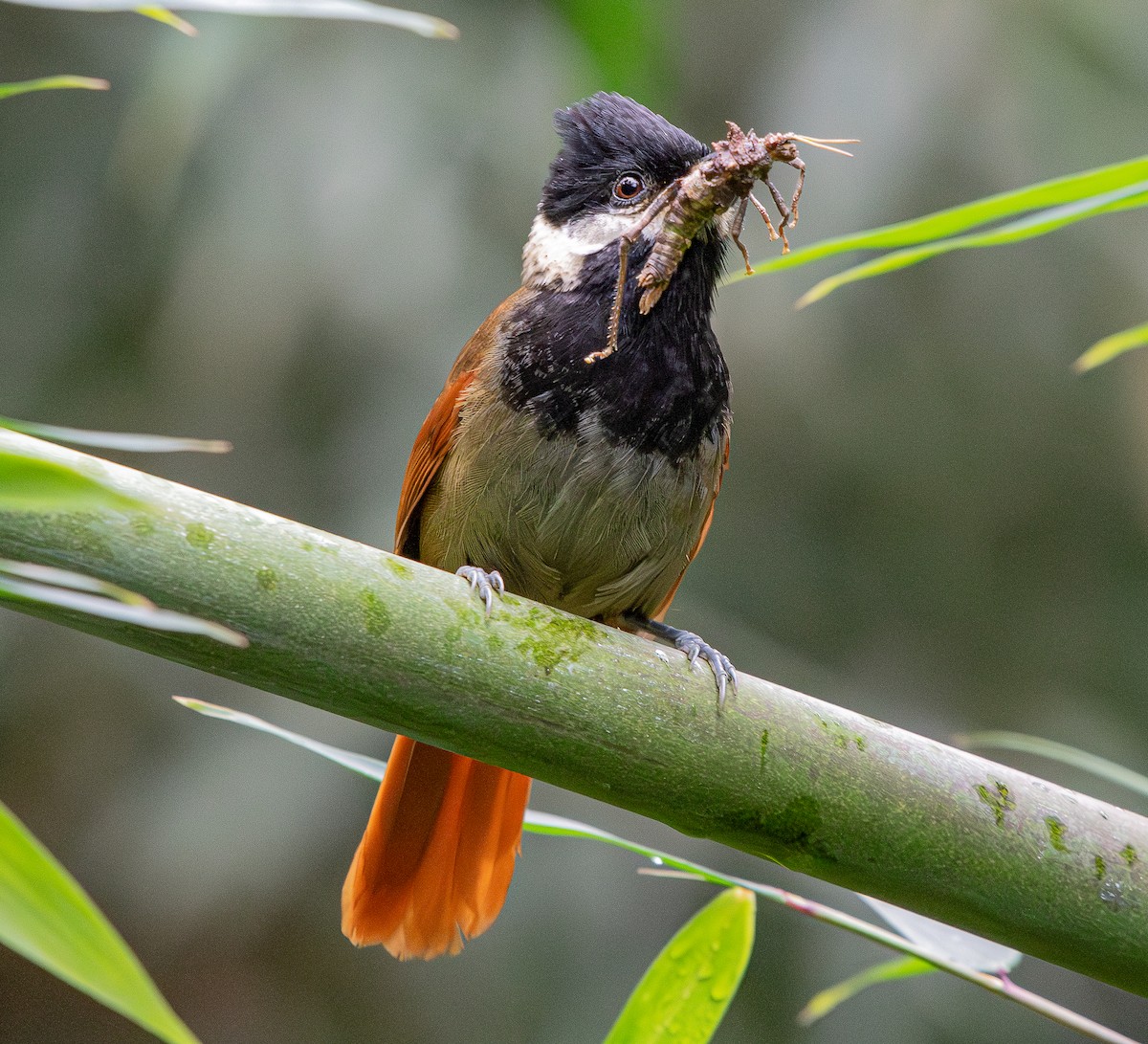 White-bearded Antshrike - ML616322645