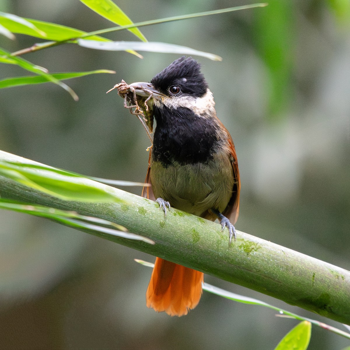 White-bearded Antshrike - ML616322646