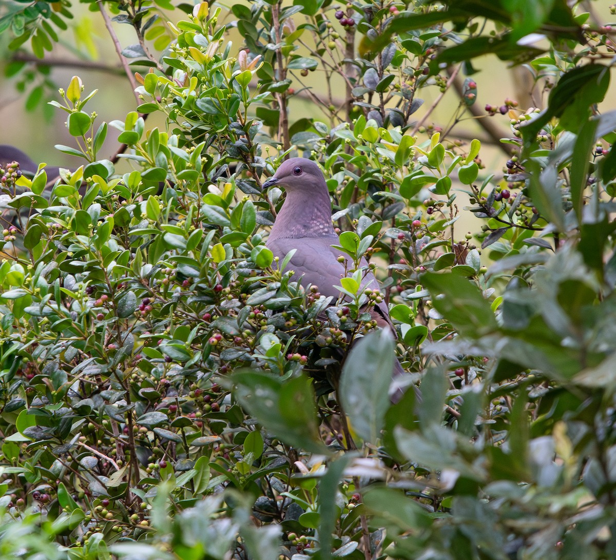 Plumbeous Pigeon - ML616322692