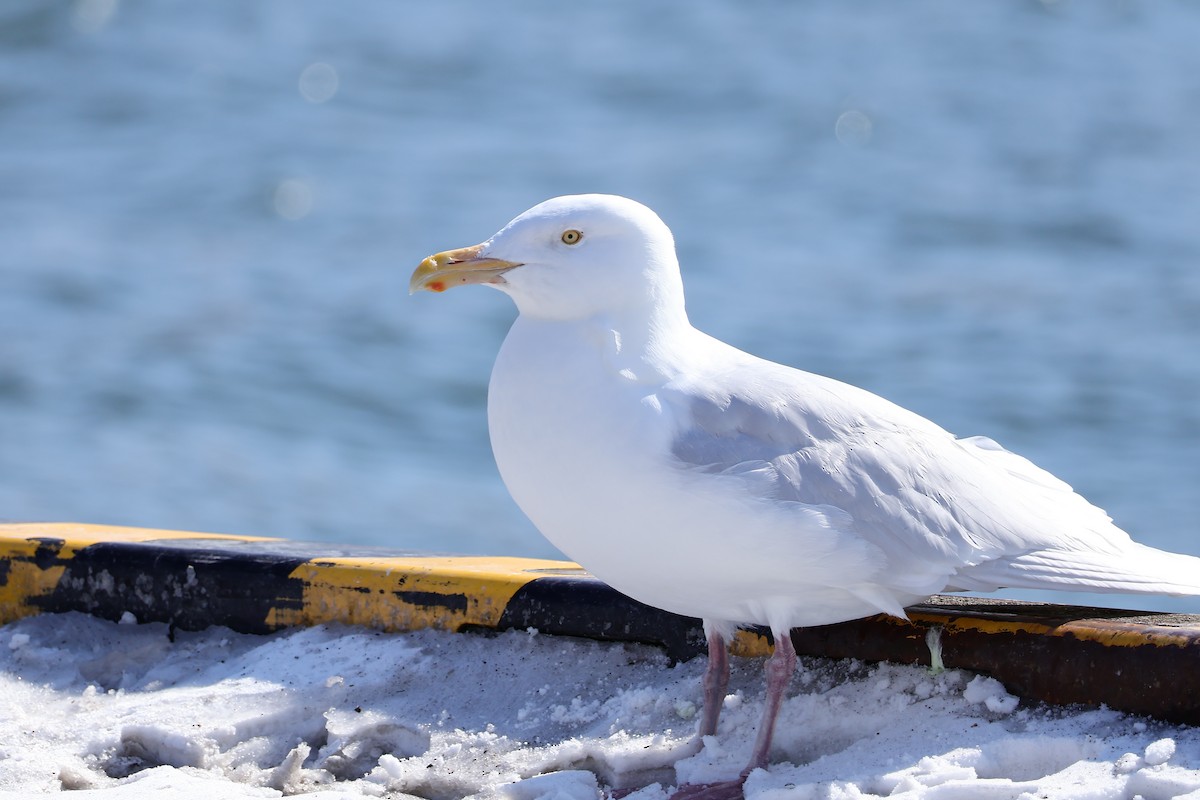 Glaucous Gull - ML616322760