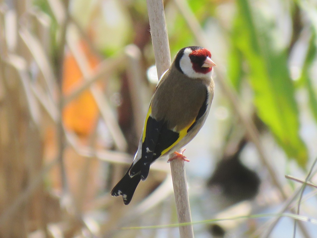 European Goldfinch - ML616322784