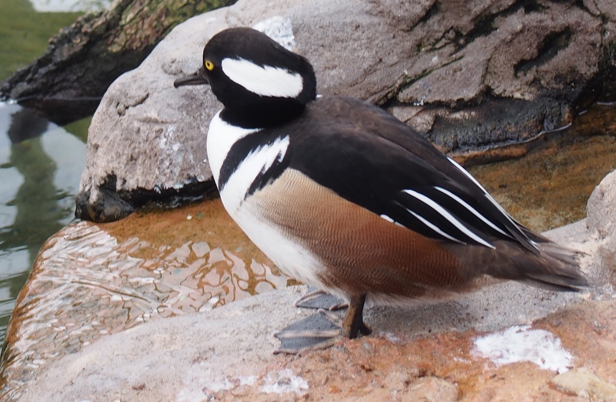 Hooded Merganser - ML616322837