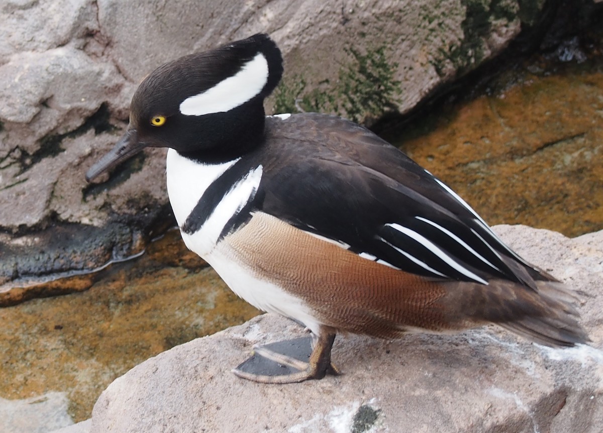 Hooded Merganser - ML616322871