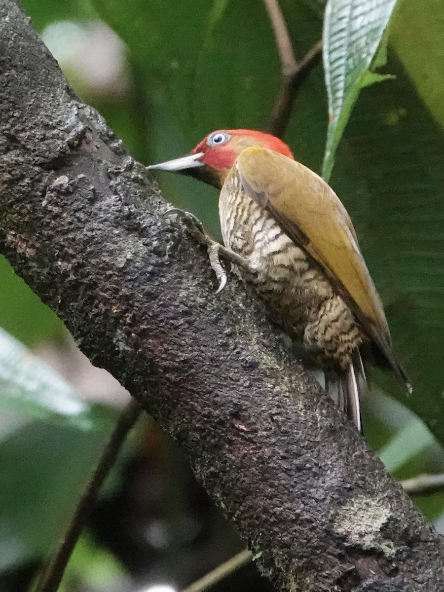 Rufous-winged Woodpecker - ML616322873