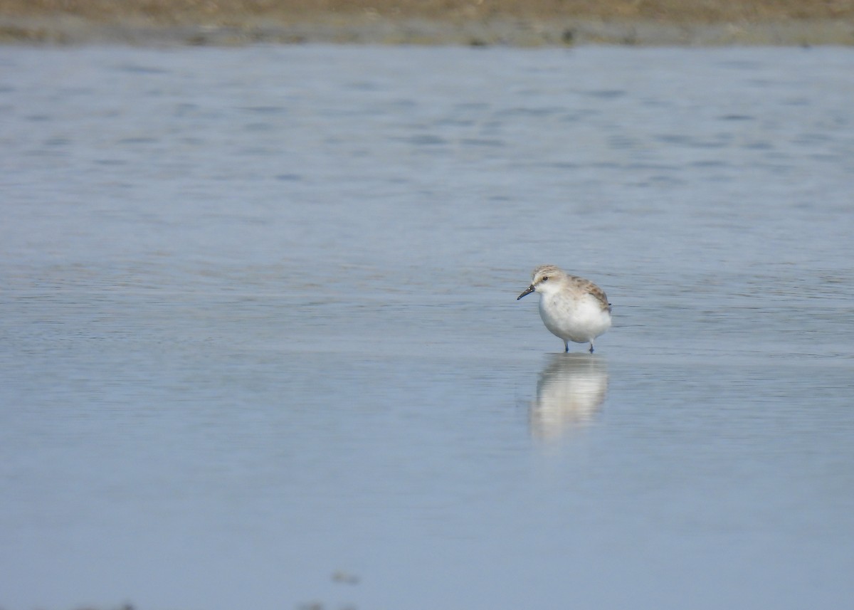 Red-necked Stint - ML616322915