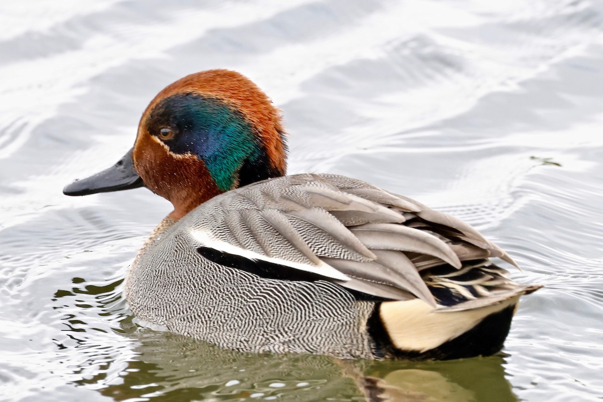 Green-winged Teal (Eurasian) - ML616323010