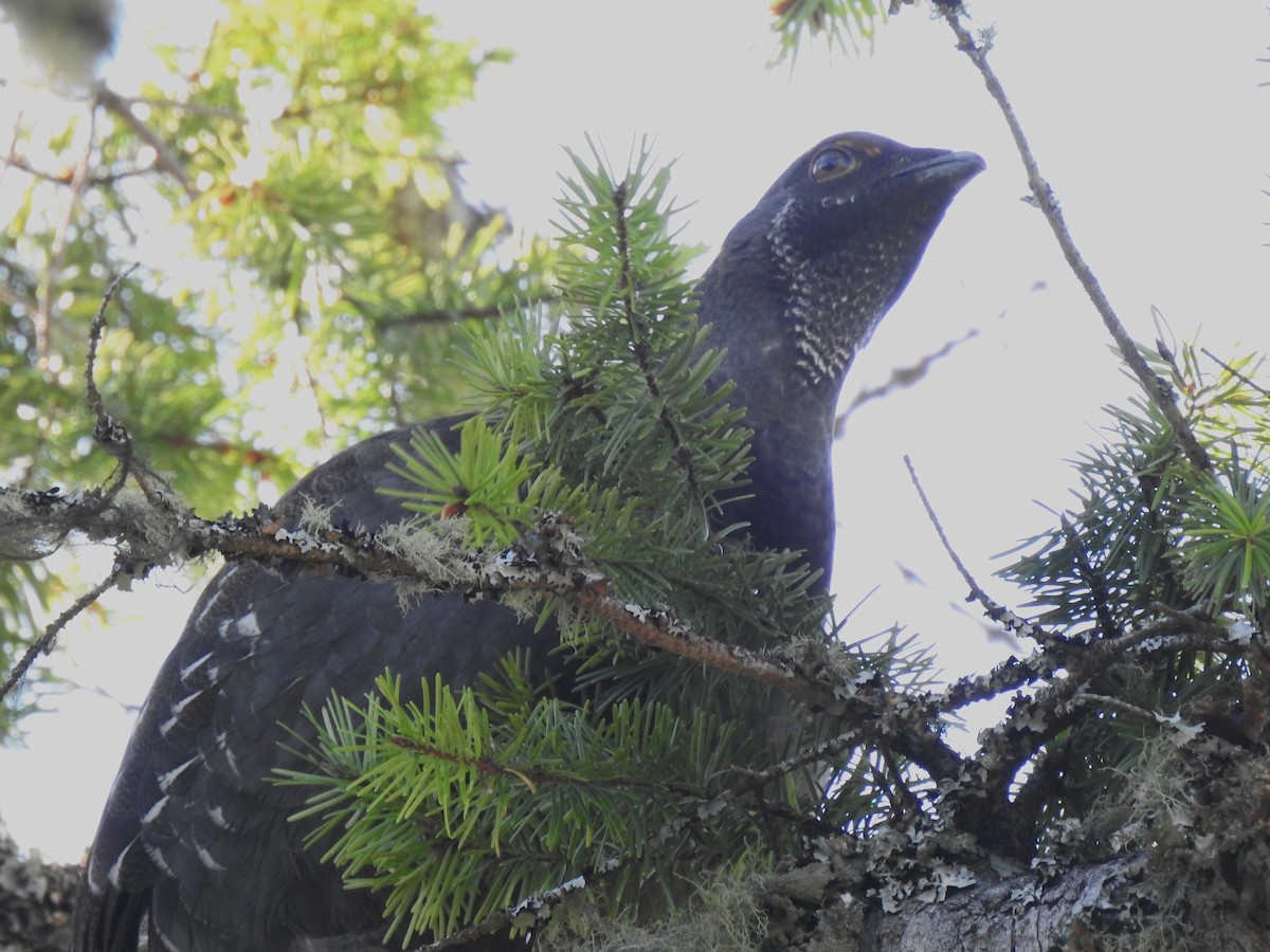 Sooty Grouse - ML616323013