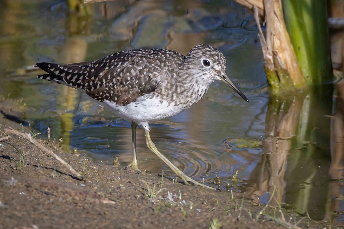 Solitary Sandpiper - ML616323055