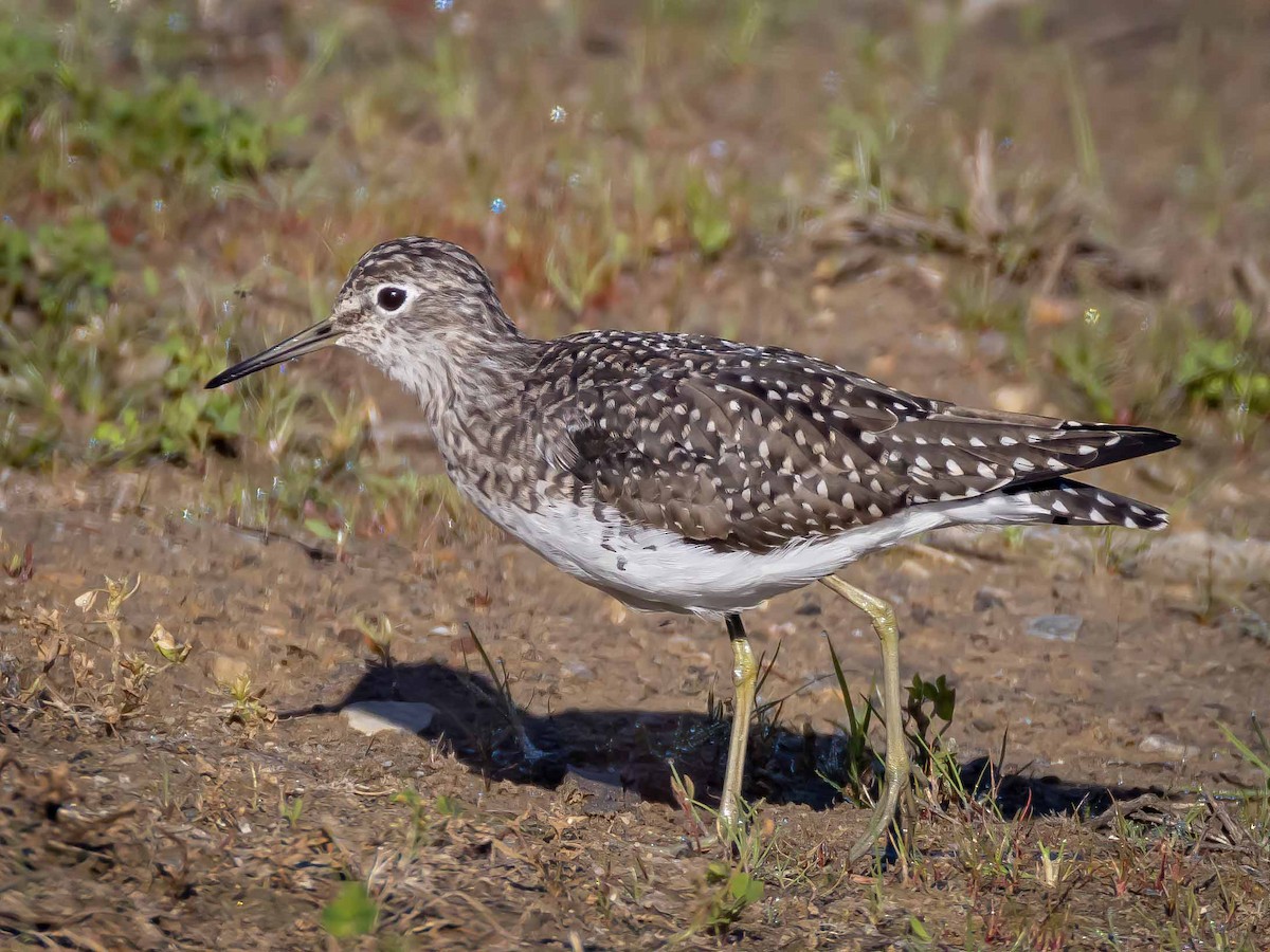Solitary Sandpiper - ML616323056