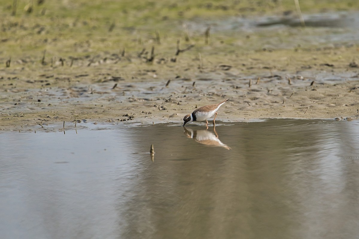 Little Ringed Plover - ML616323074