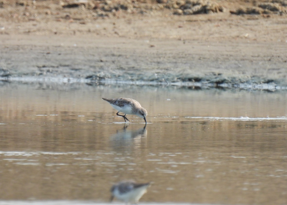 Red-necked Stint - ML616323075