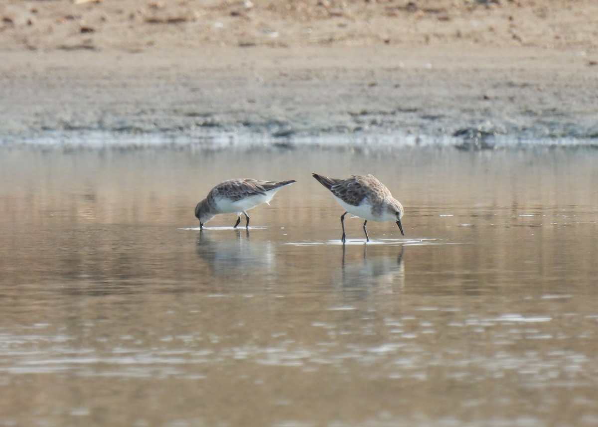 Red-necked Stint - ML616323076