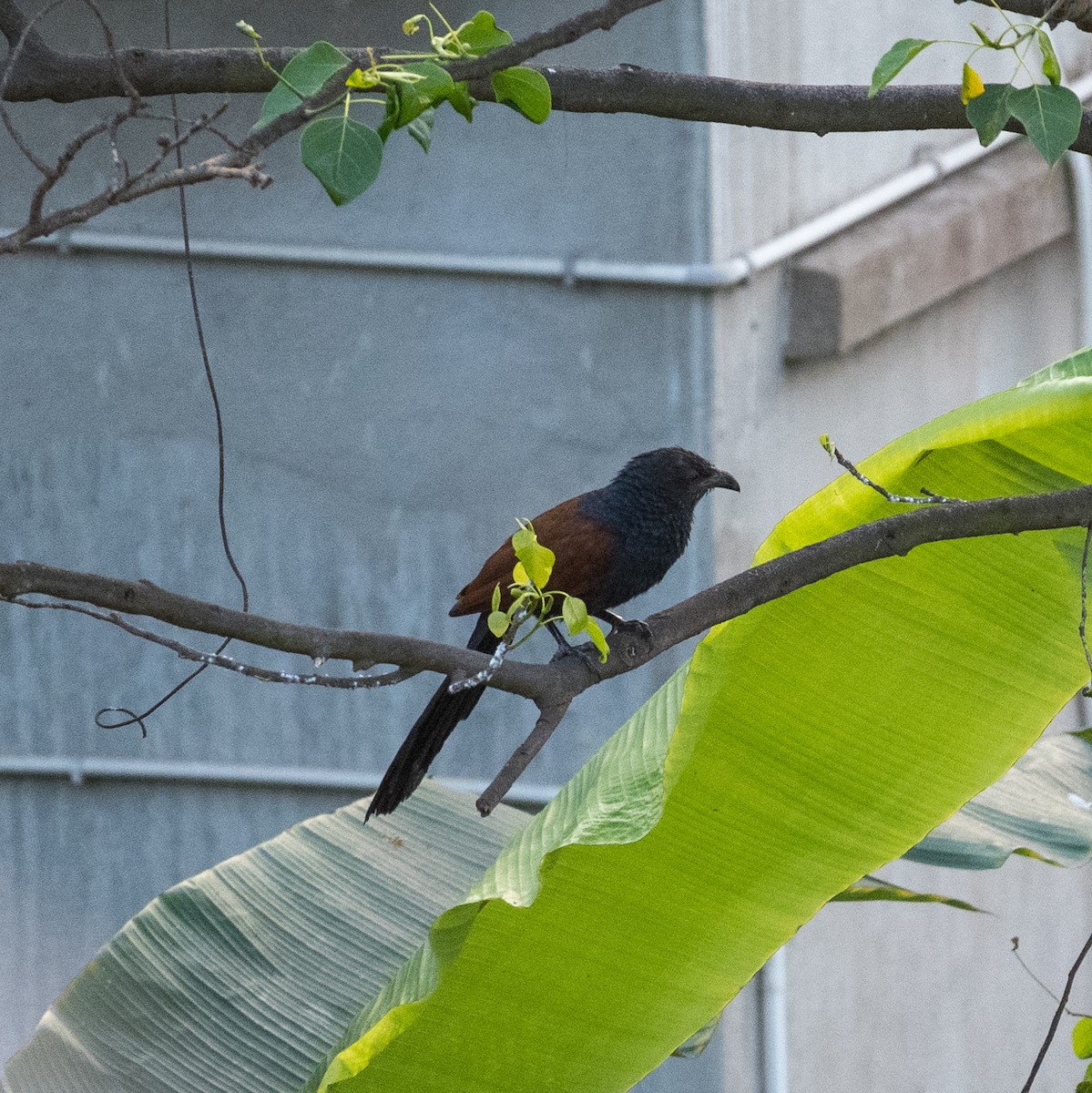 Lesser Coucal - ML616323087