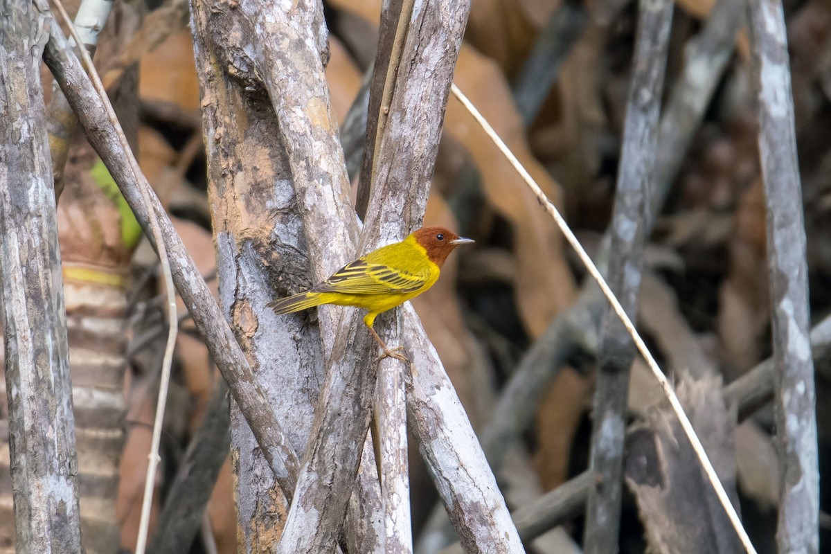 Yellow Warbler (Mangrove) - ML616323101