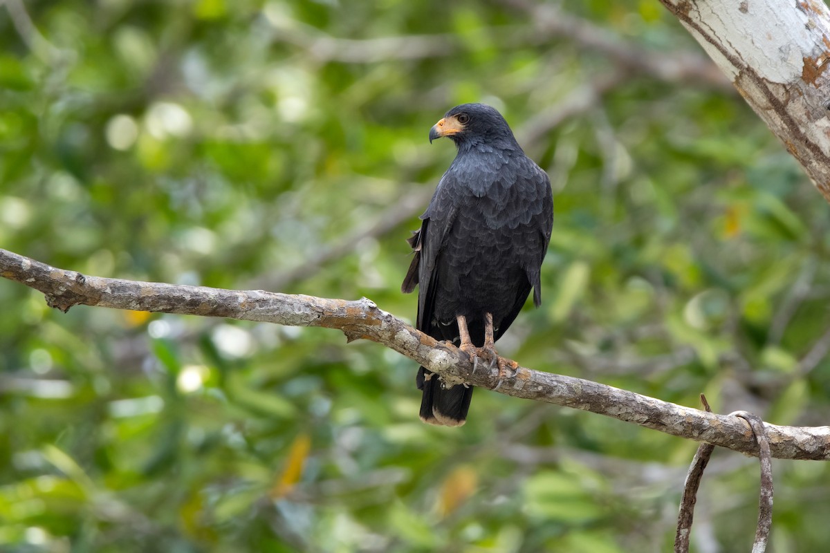 Common Black Hawk - ML616323111