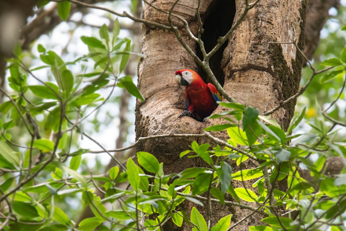 Scarlet Macaw - ML616323116