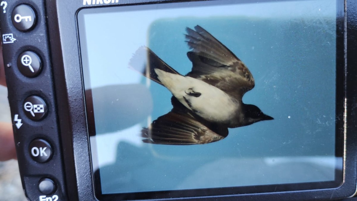 Eastern Kingbird - ML616323140