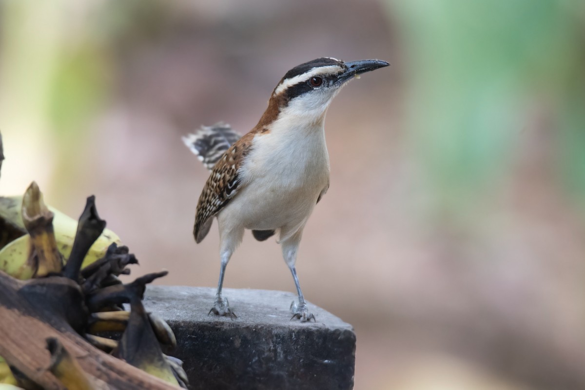 Rufous-naped Wren - ML616323147