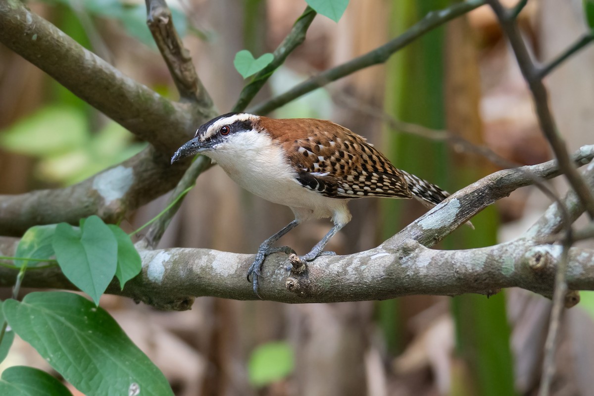 Rufous-naped Wren - ML616323149