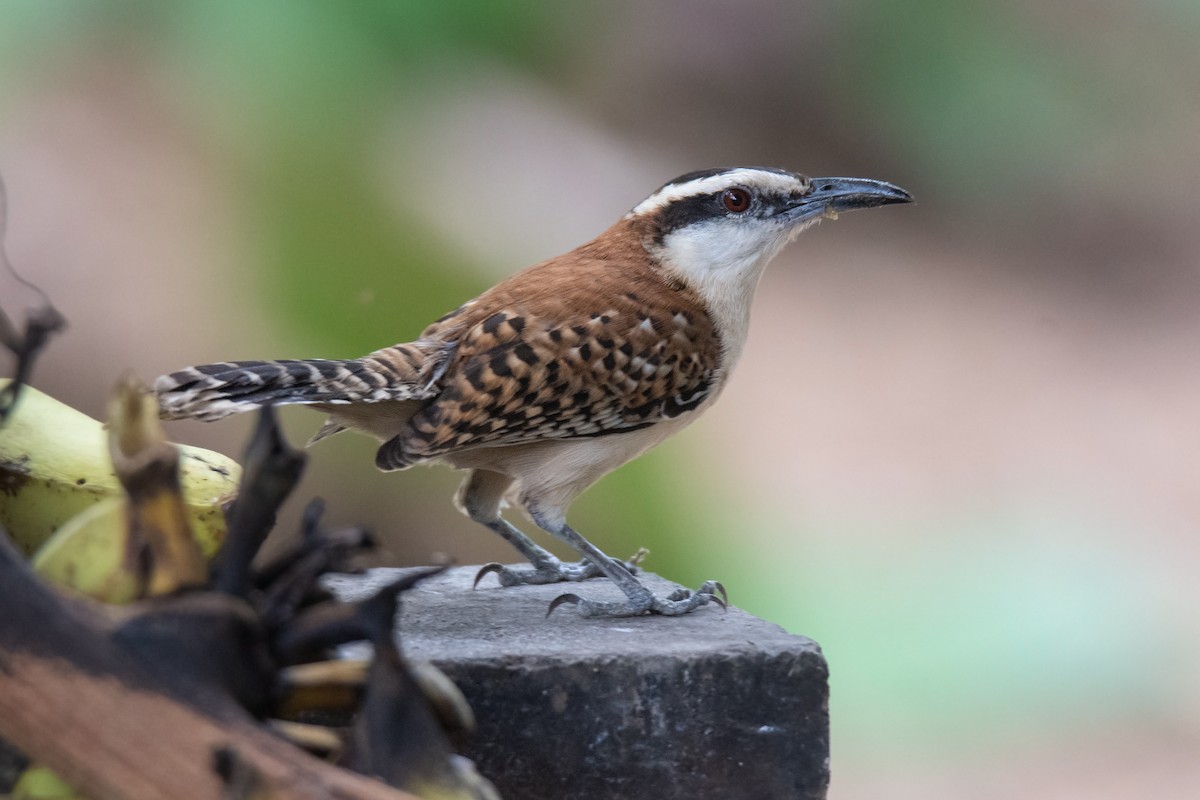 Rufous-backed Wren - ML616323150