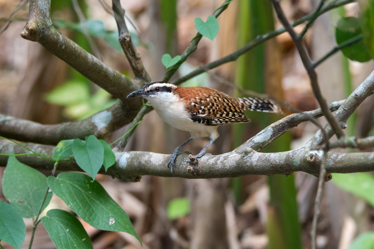 Rufous-naped Wren - ML616323151