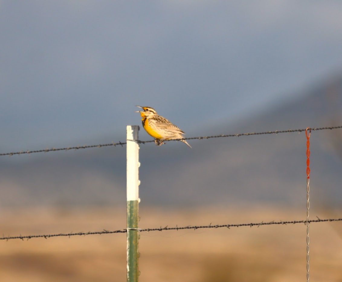 Chihuahuan Meadowlark - Steve Glover