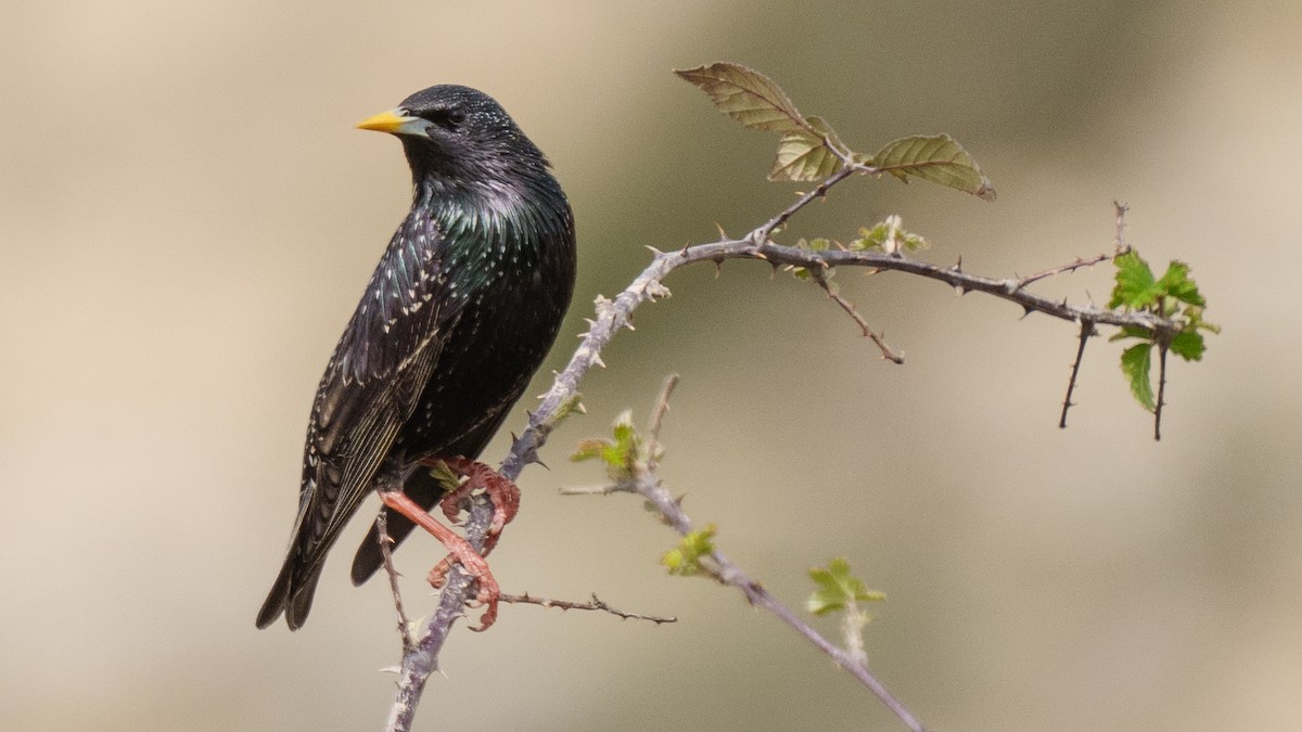 European Starling - ML616323224