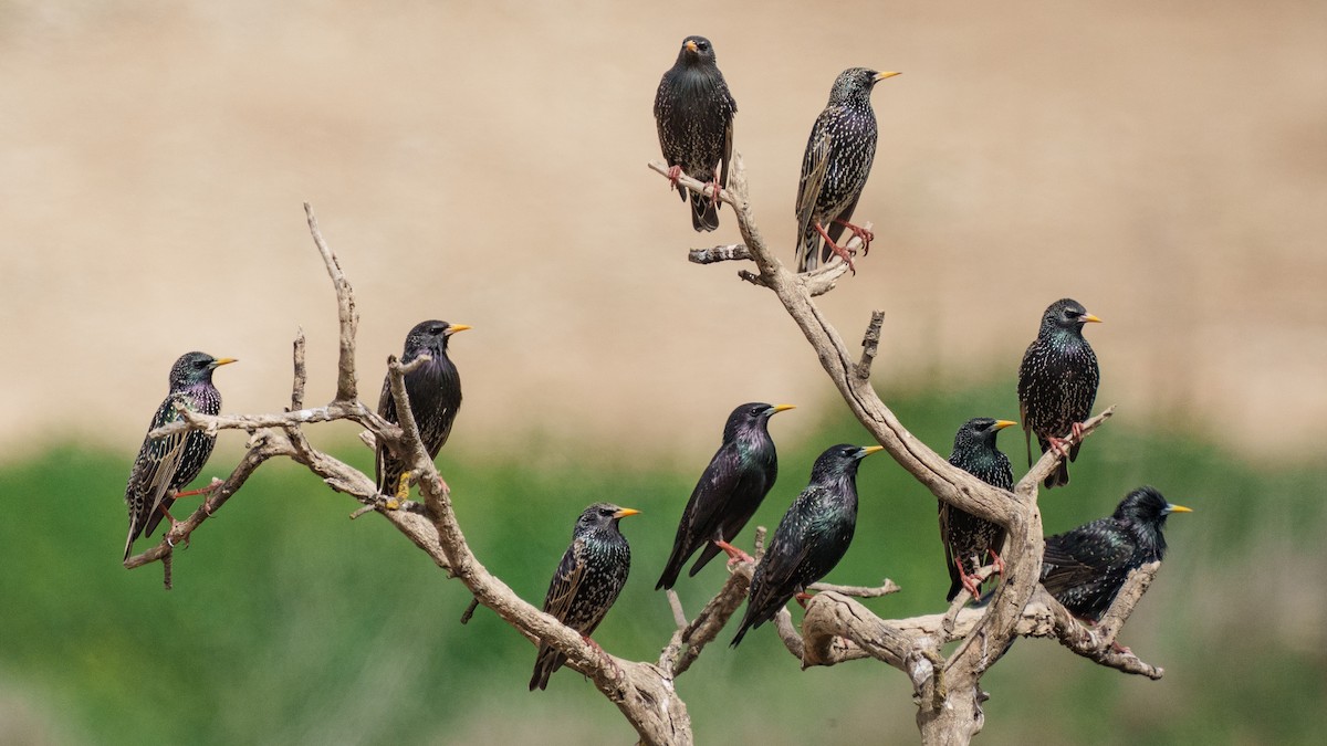 European/Spotless Starling - ML616323225