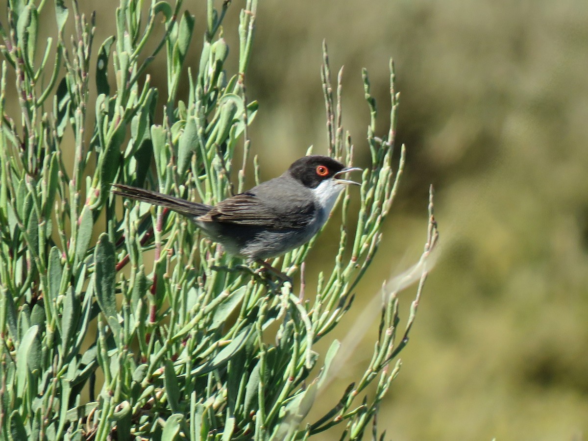 Sardinian Warbler - ML616323239