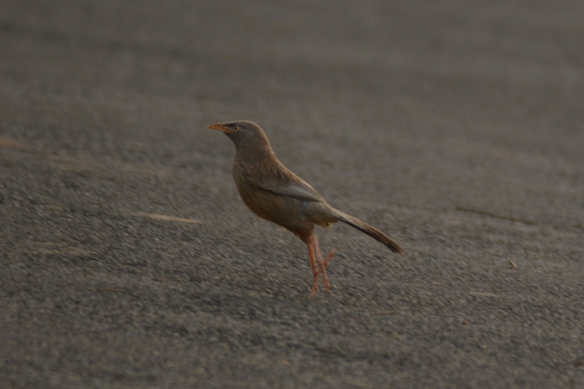 Jungle Babbler - Prabin kumar Mangaraj