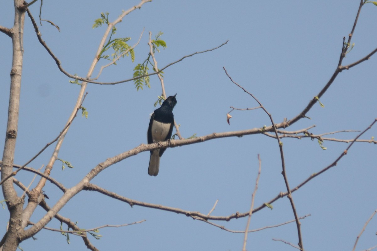 Oriental Magpie-Robin - Prabin kumar Mangaraj