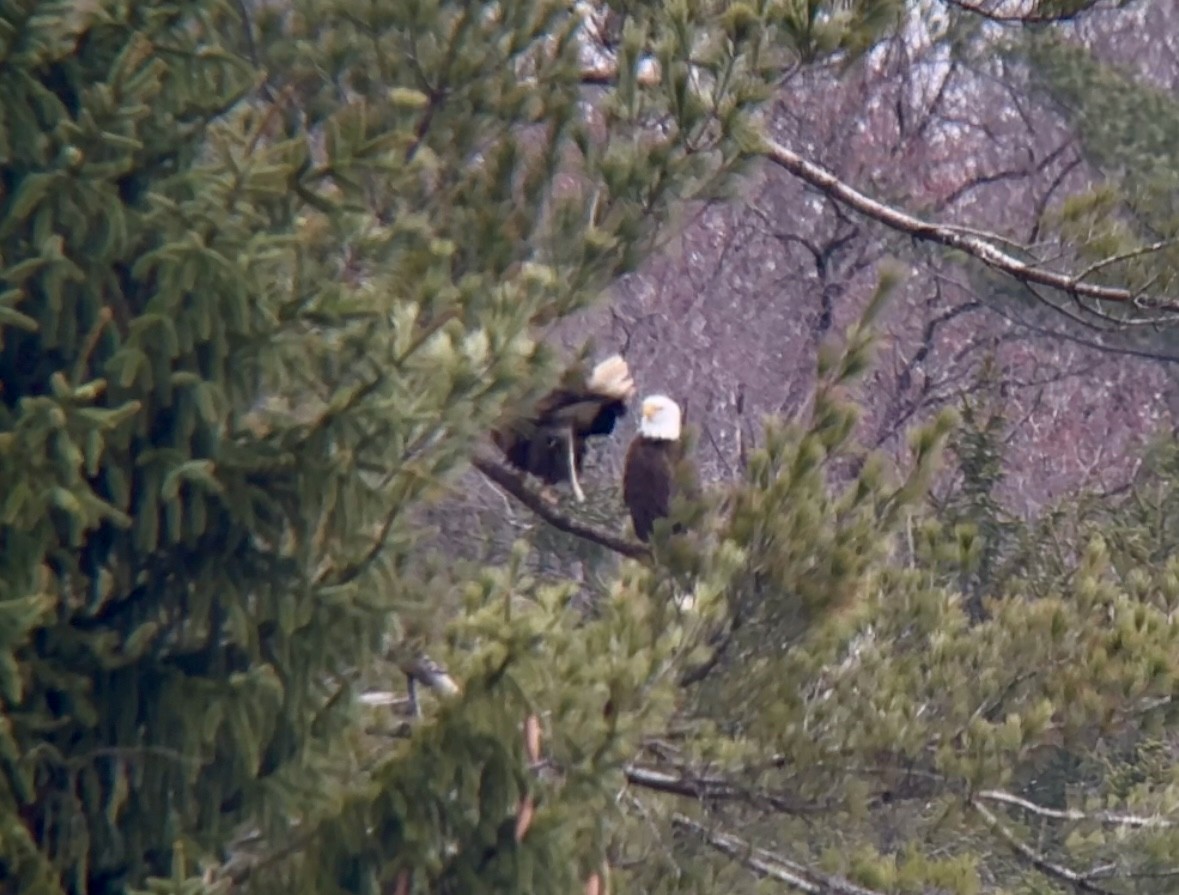 Bald Eagle - ML616323289