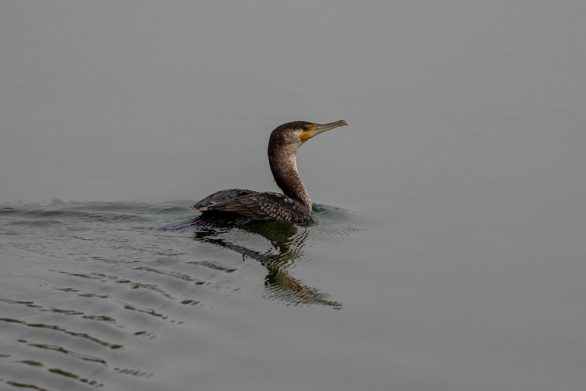 Cormorán Grande - ML616323323