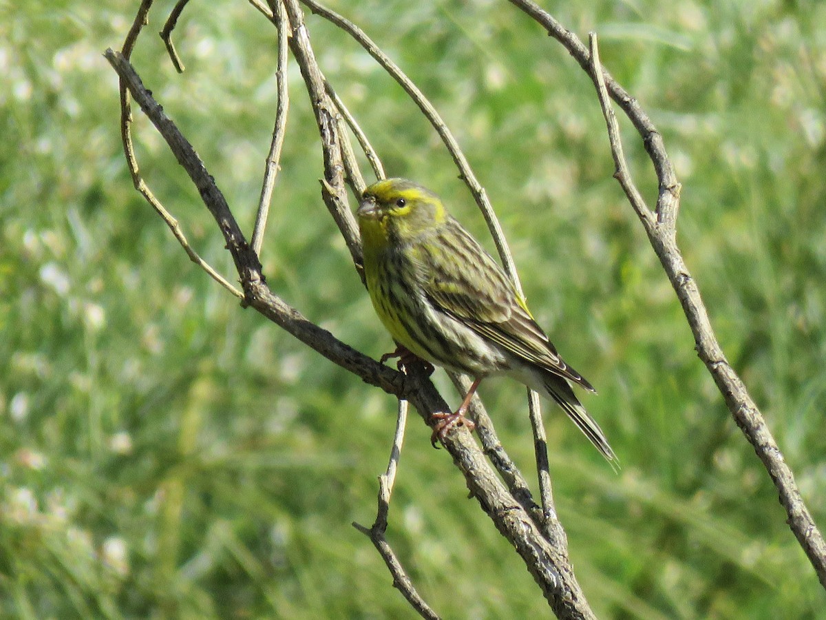 European Serin - Jose Estrada