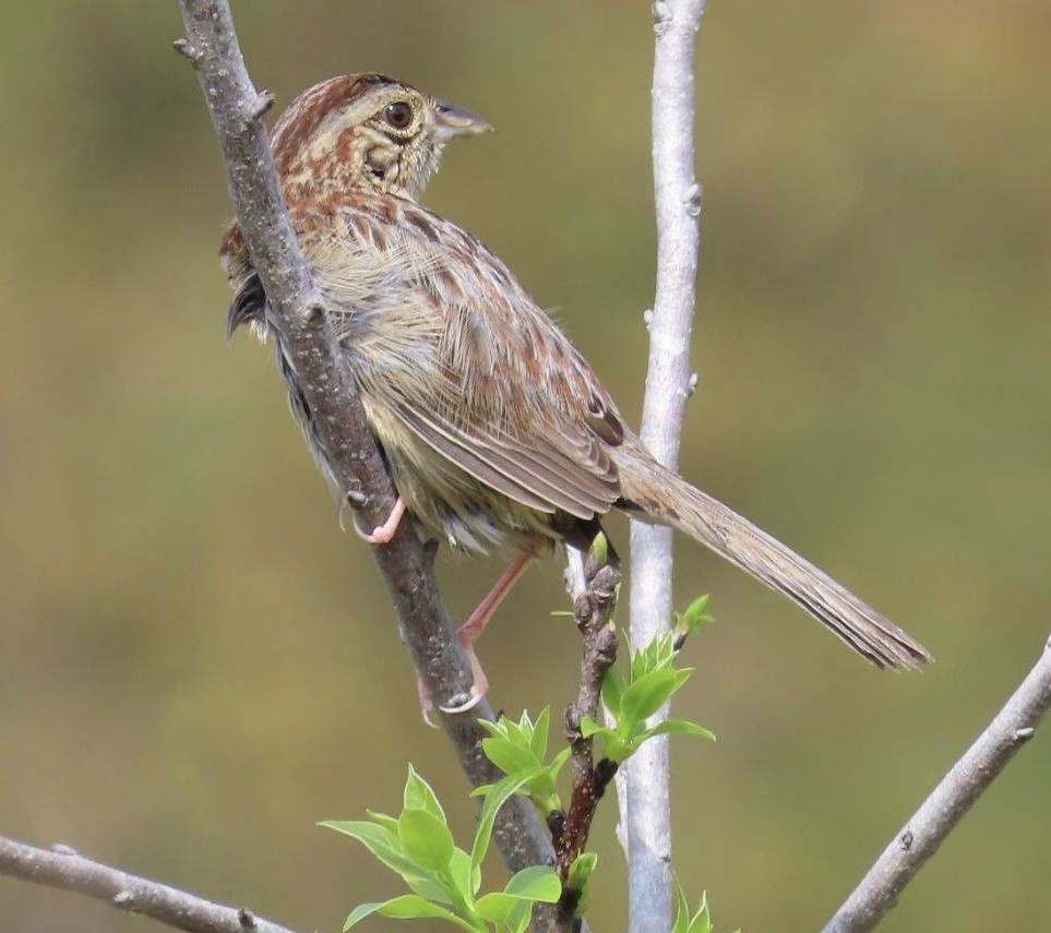 Bachman's Sparrow - ML616323342