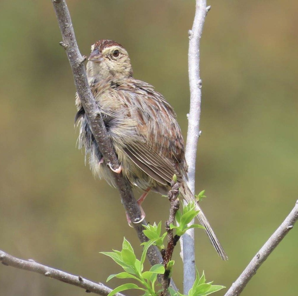 Bachman's Sparrow - ML616323343