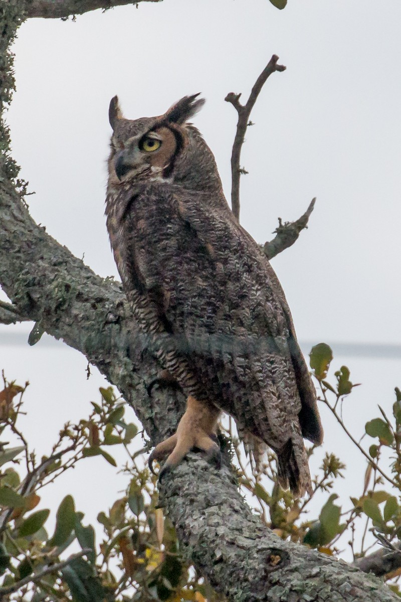 Great Horned Owl - ML616323394