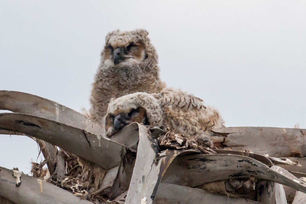 Great Horned Owl - ML616323395
