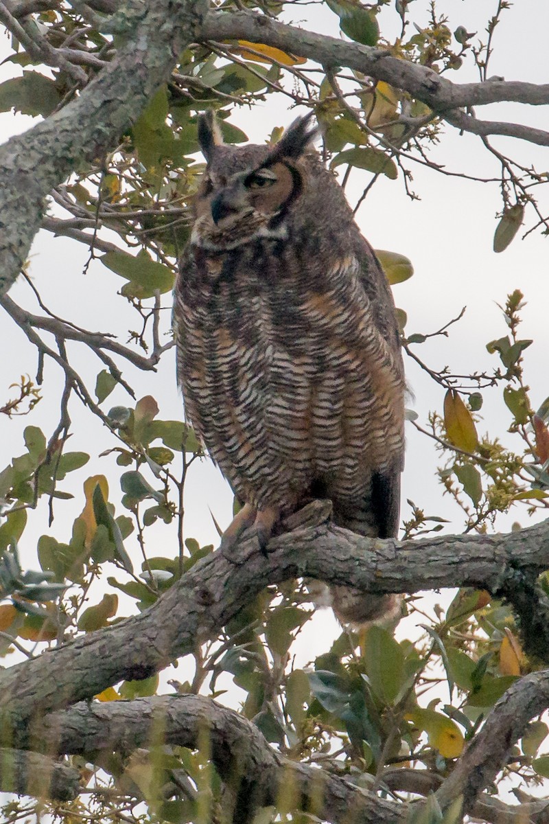 Great Horned Owl - ML616323396