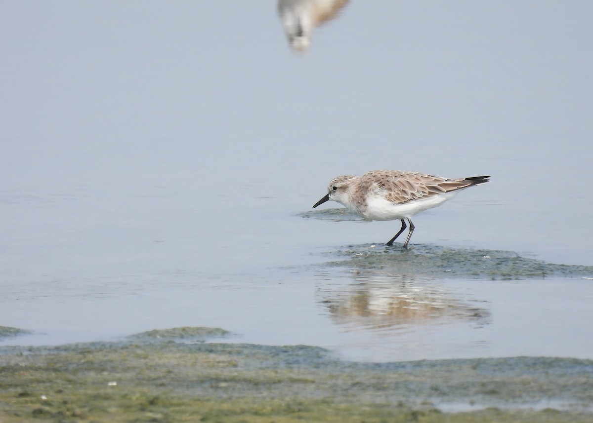 Red-necked Stint - ML616323416