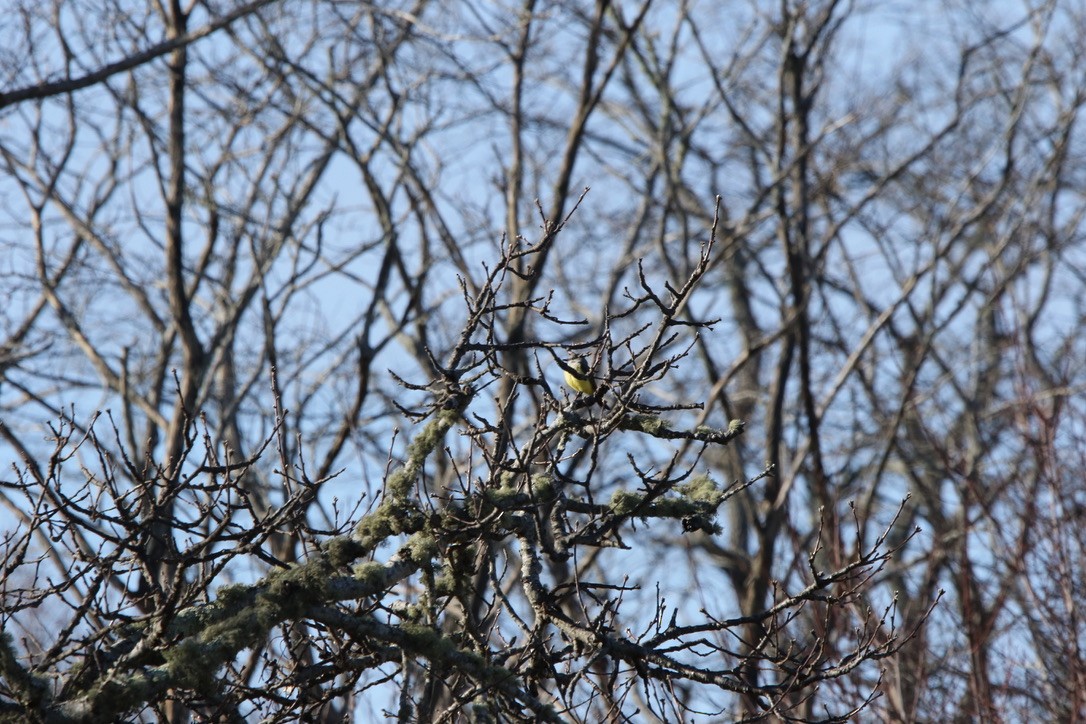 Western Kingbird - John Shamgochian